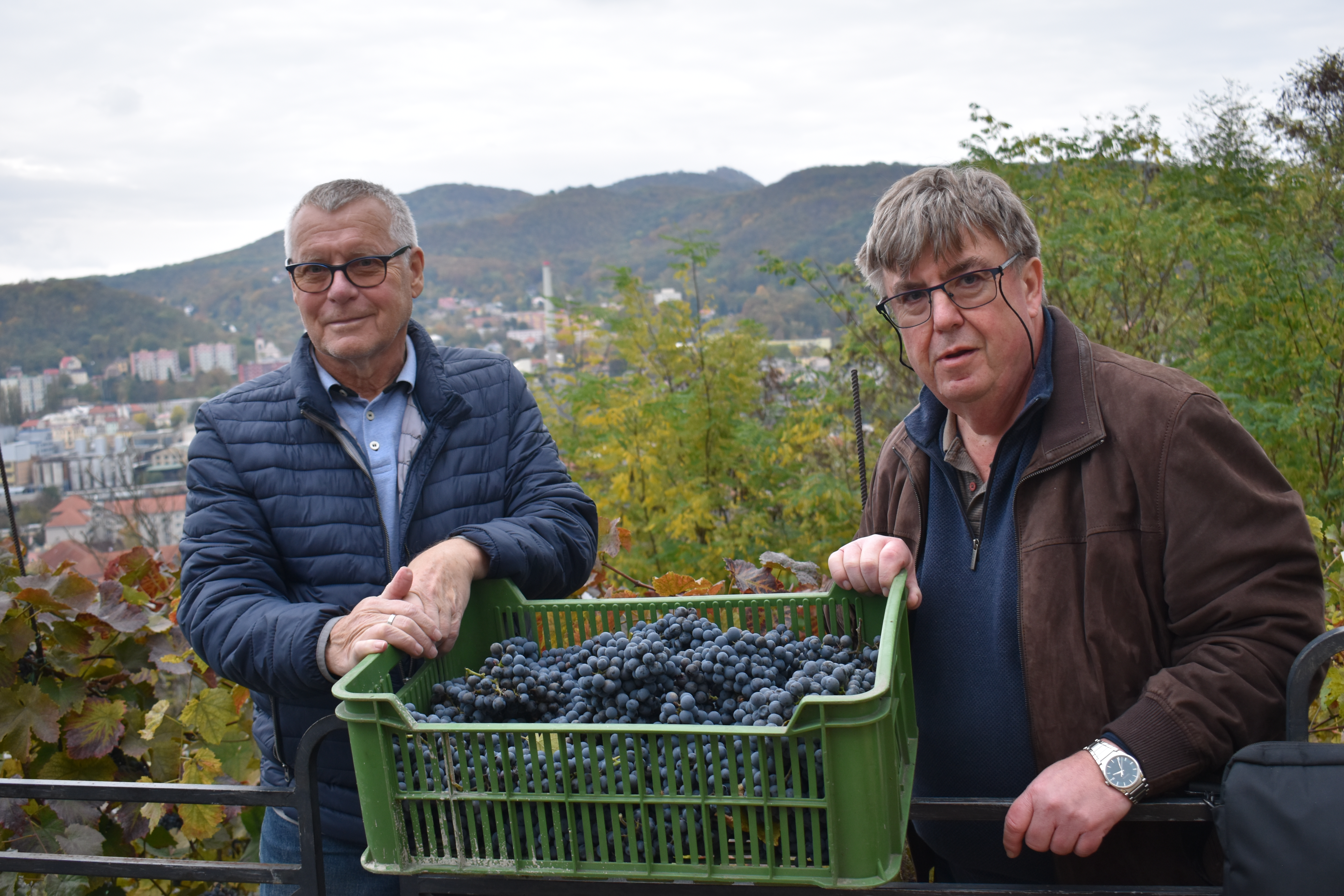 20231102 vino1 | WebJET CMS Sklízení vína