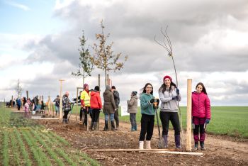 ilustrační foto z výsadby