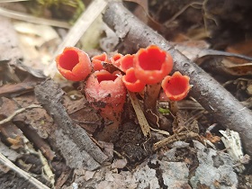 foto z akce