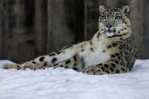 uvadet autor jan suchanek | WebJET CMS