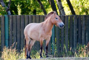 kun prevalskeho | WebJET CMS