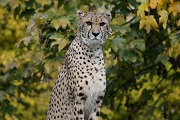 Ilustrativní fotografie - gepard